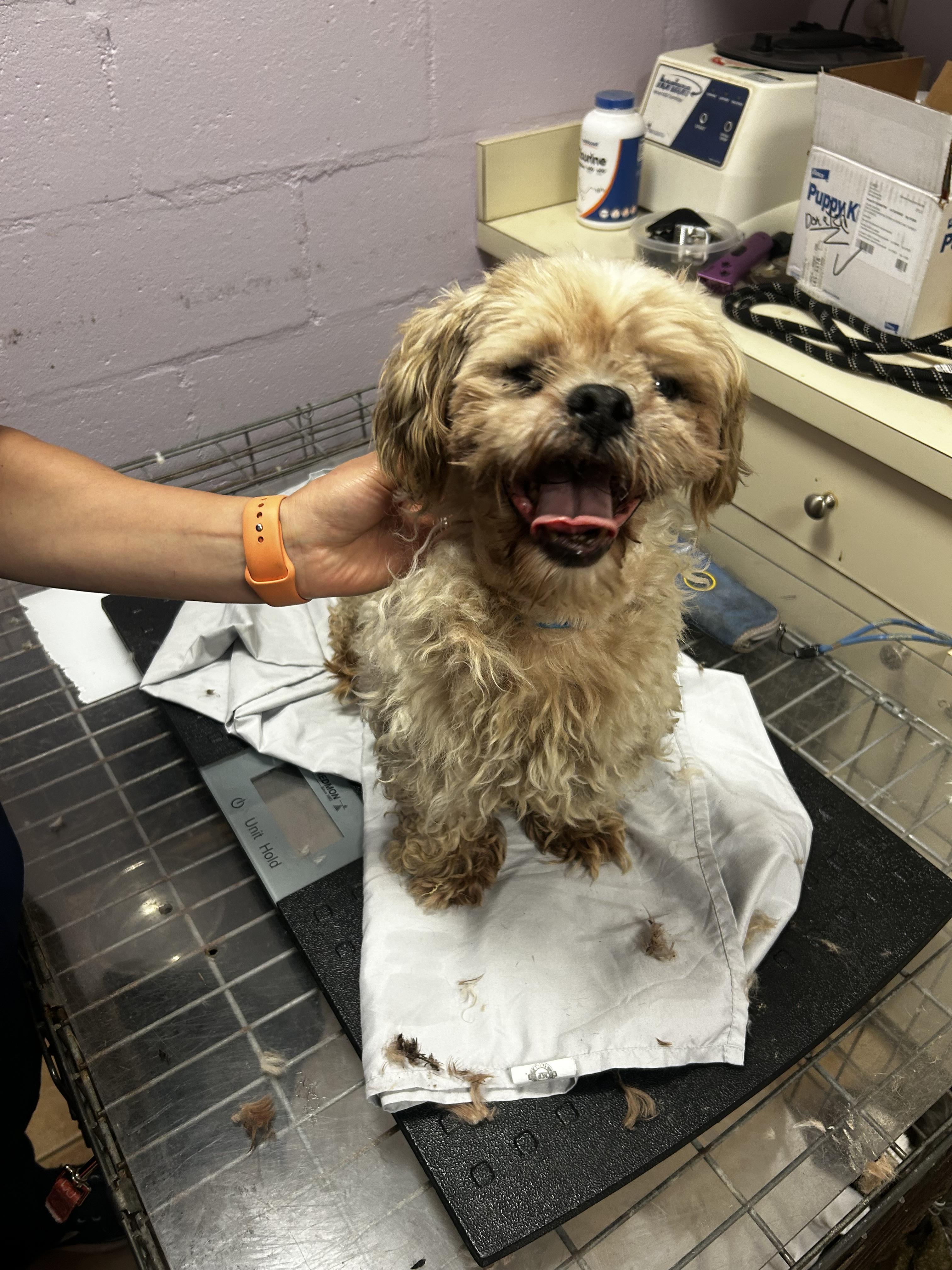 Umberto, a Adoptable Shih Tzu in Oak Ridge, NJ image 5/5