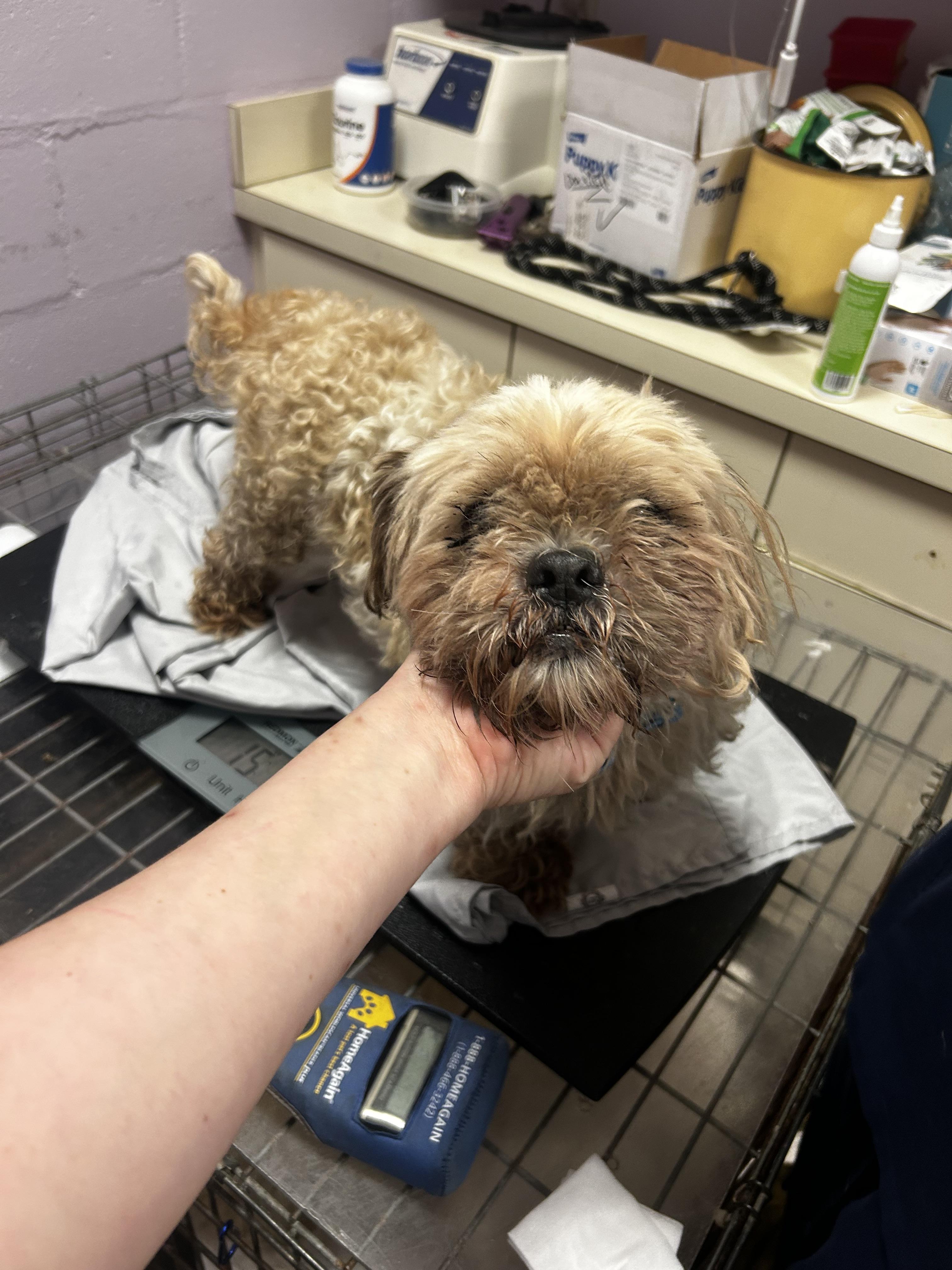 Umberto, a Adoptable Shih Tzu in Oak Ridge, NJ image 2/5