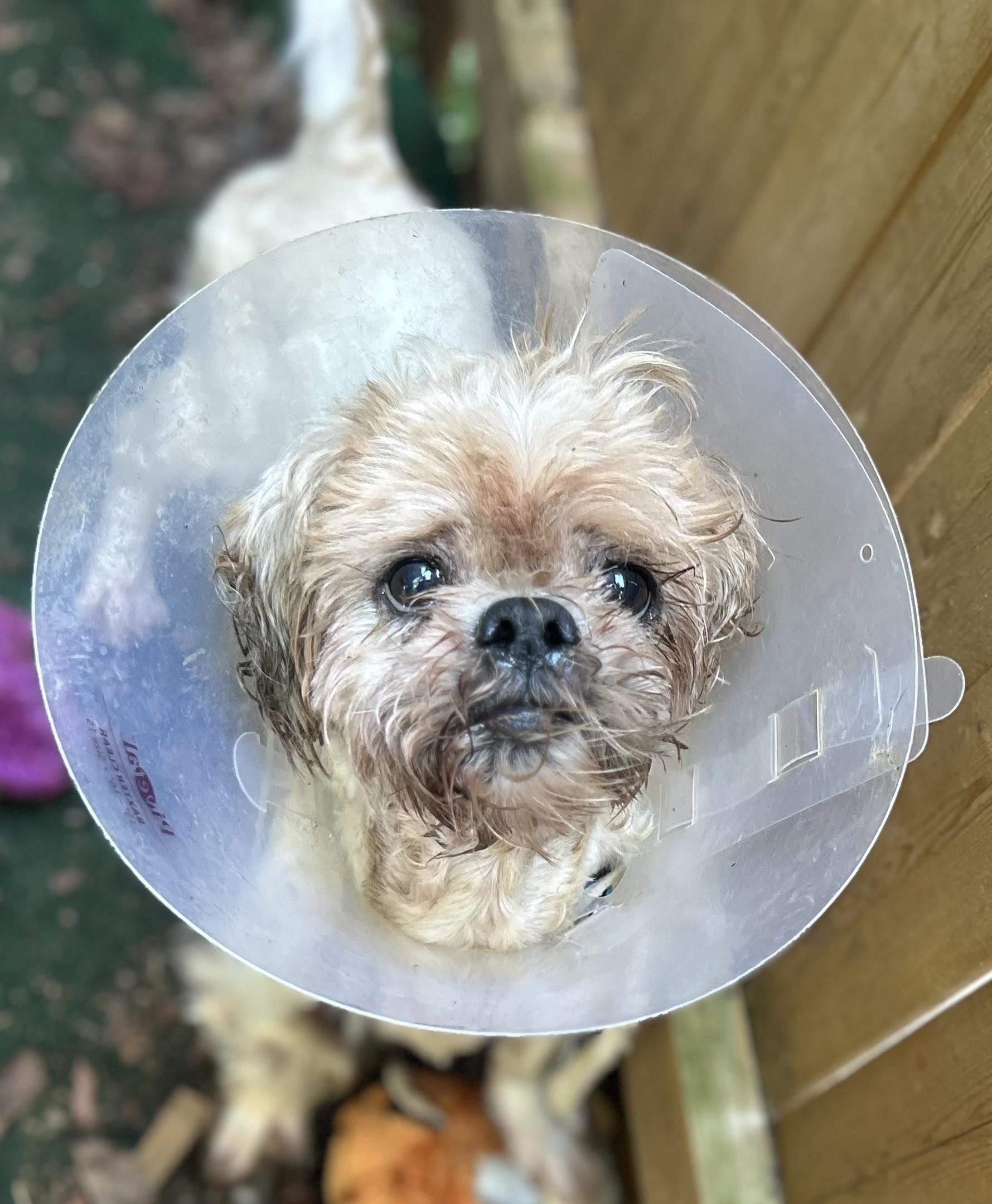 Umberto, a Adoptable Shih Tzu in Oak Ridge, NJ image 1/5
