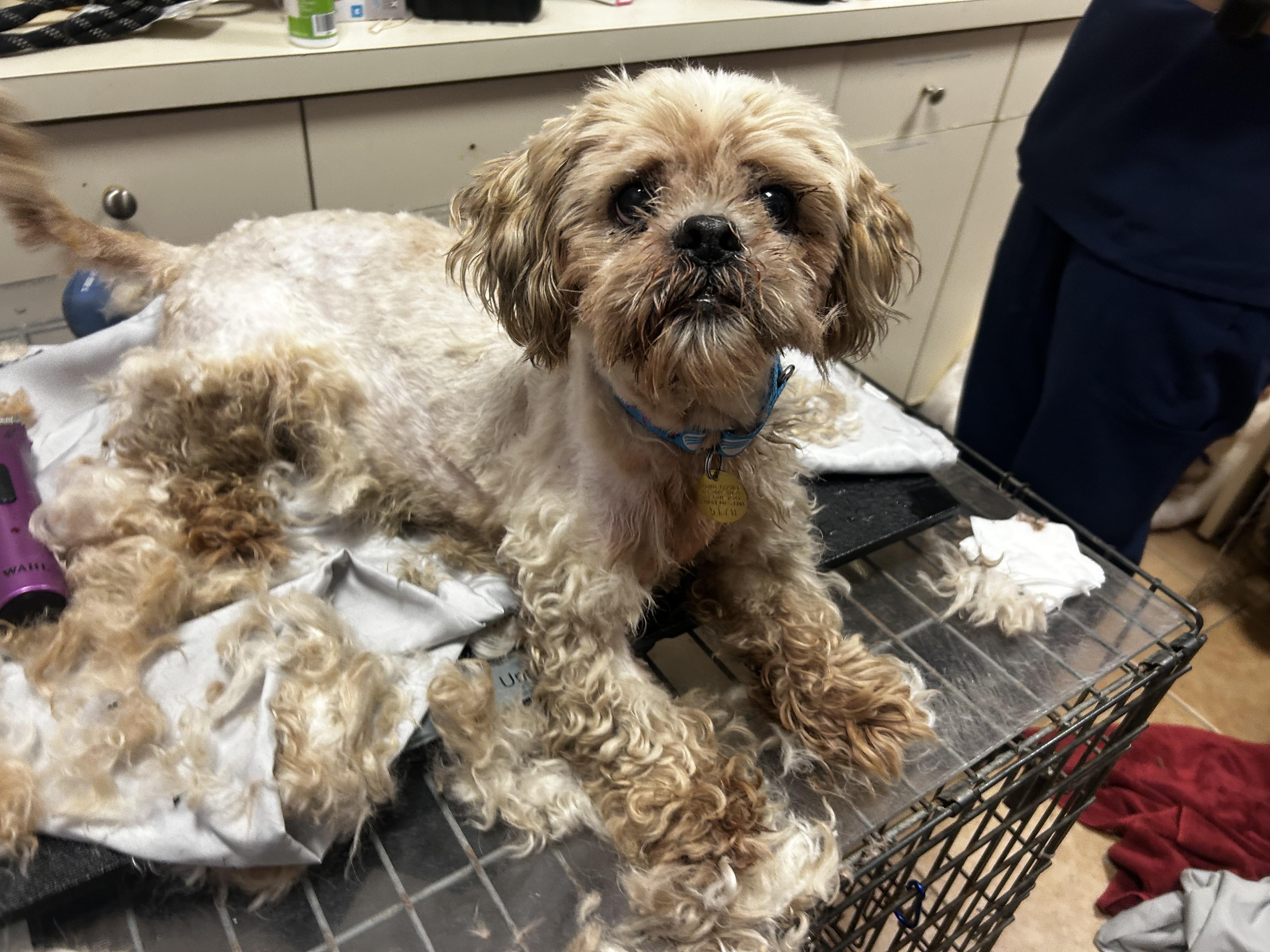 Umberto, a Adoptable Shih Tzu in Oak Ridge, NJ image 3/5
