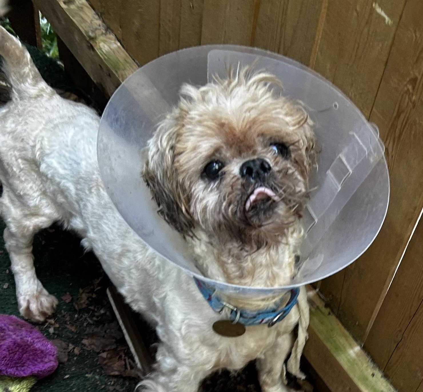 Umberto, a Adoptable Shih Tzu in Oak Ridge, NJ image 4/5