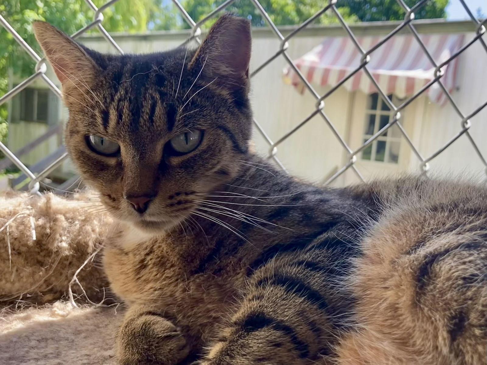 Paula, Adoptable, Adult Female American Shorthair.