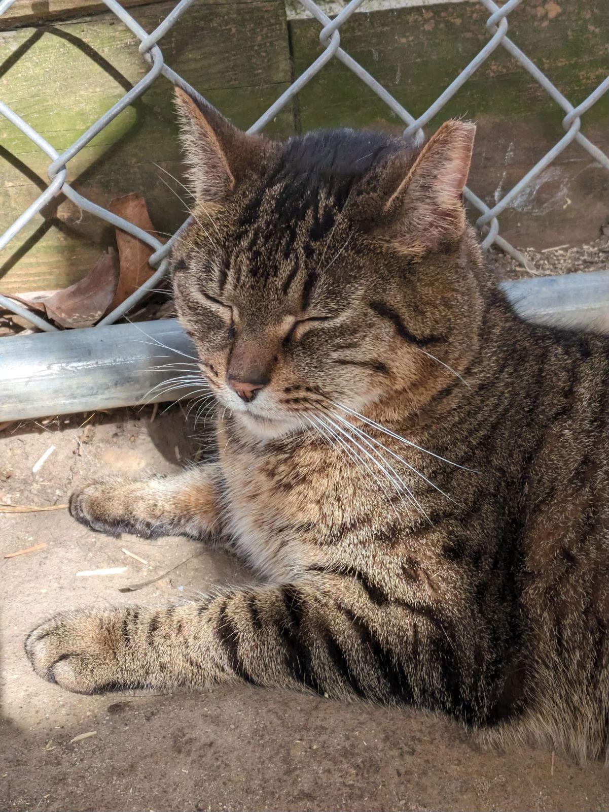 Paula, a Adoptable American Shorthair in Spring Lake, NJ image 2/3