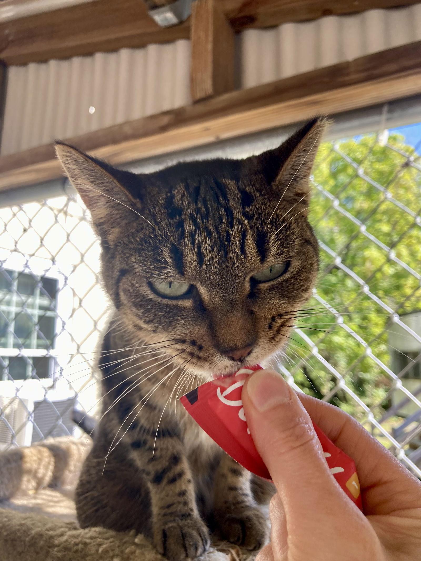 Paula, a Adoptable American Shorthair in Spring Lake, NJ image 3/3