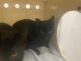 Enlarge ACALICA, a Adoptable Domestic Short Hair in Kent, WA image 1/1