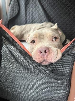 Glow, a Adoptable mixed breed in Washington, DC image 1/3