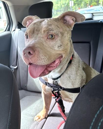 Glow, a Adoptable mixed breed in Washington, DC image 2/3