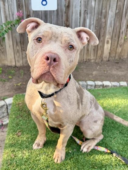 Glow, a Adoptable mixed breed in Washington, DC image 3/3