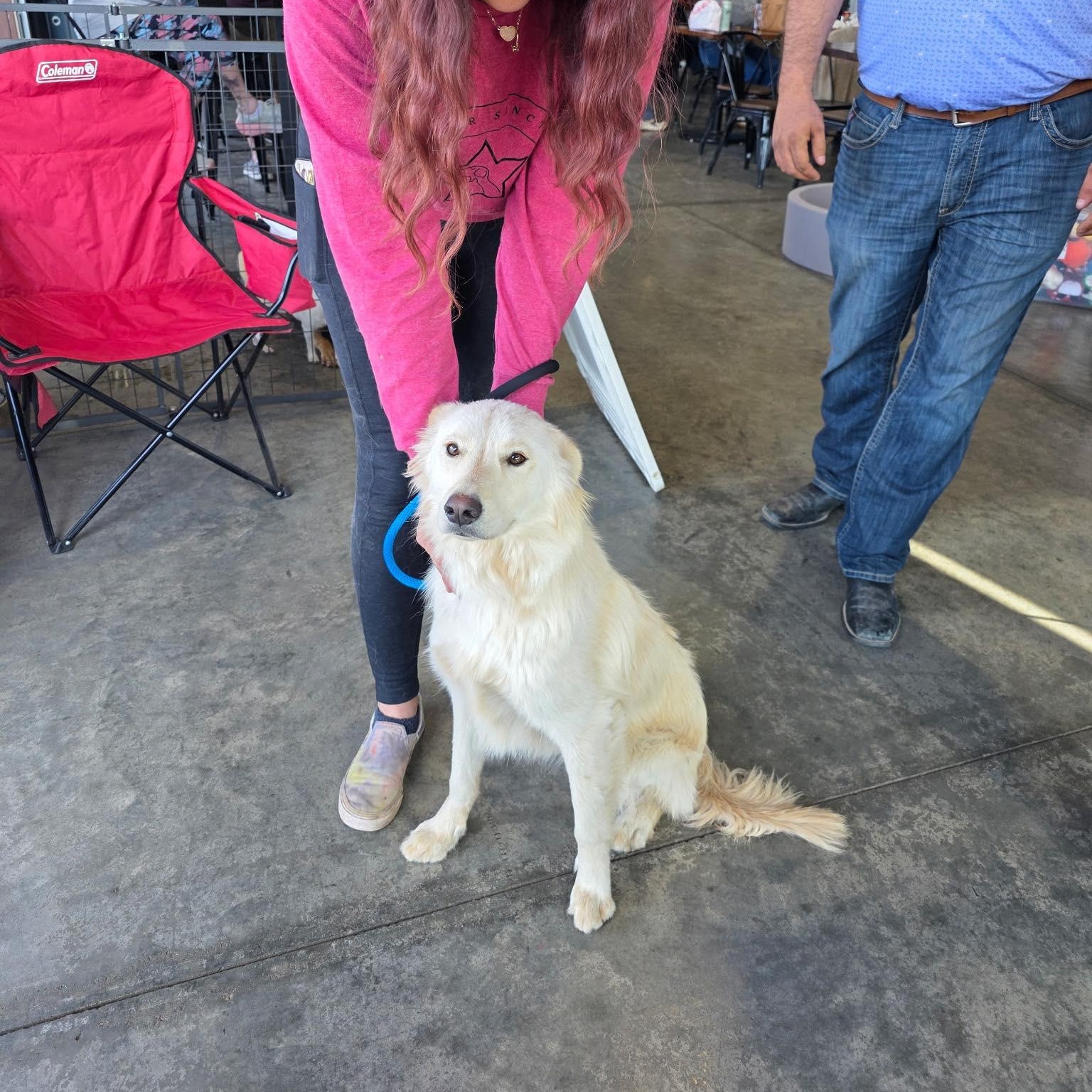 Tobie, ADOPTABLE, Young Male Retriever.
