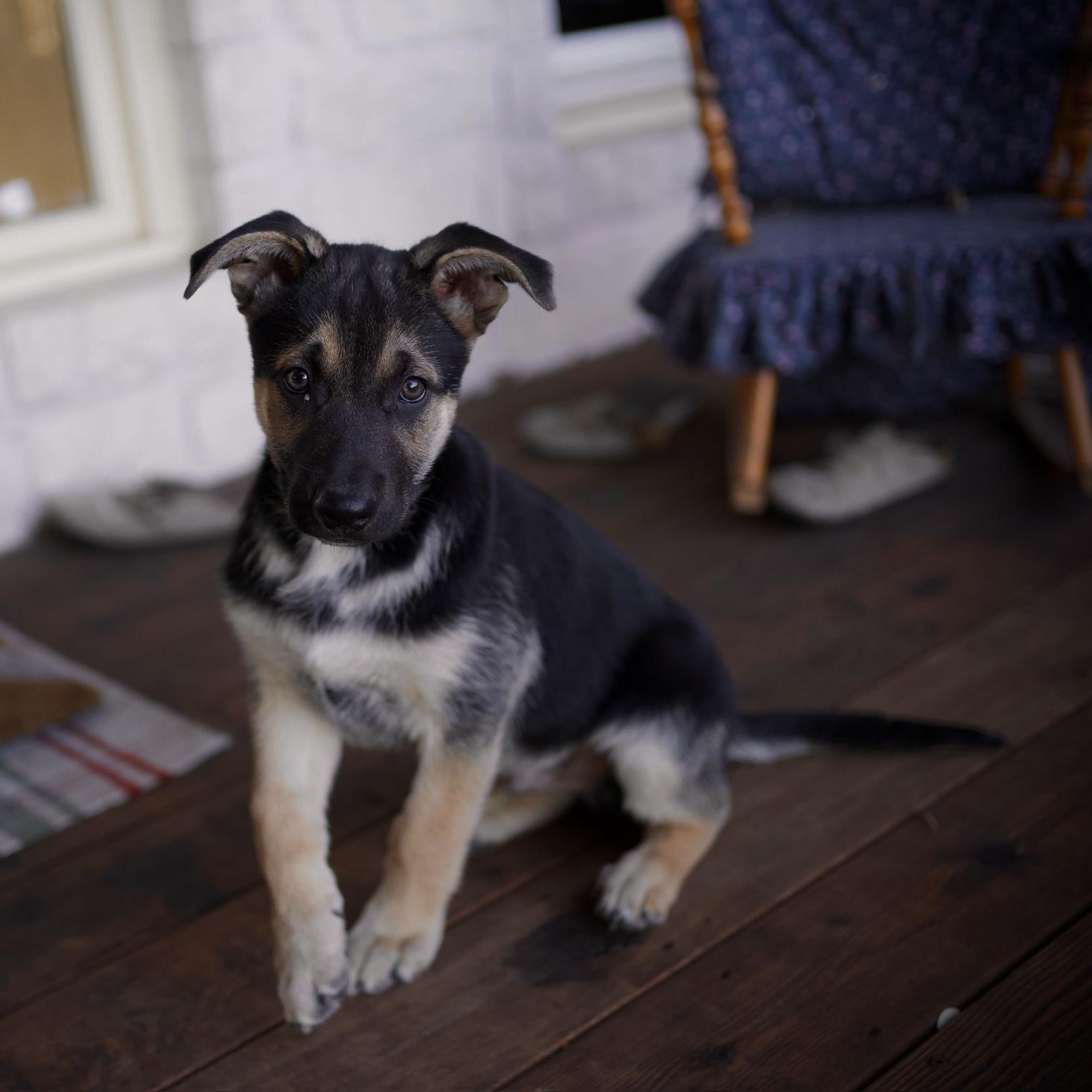 Enlarge Valor, an adoptable mixed breed in Cypress, TX image 4/6