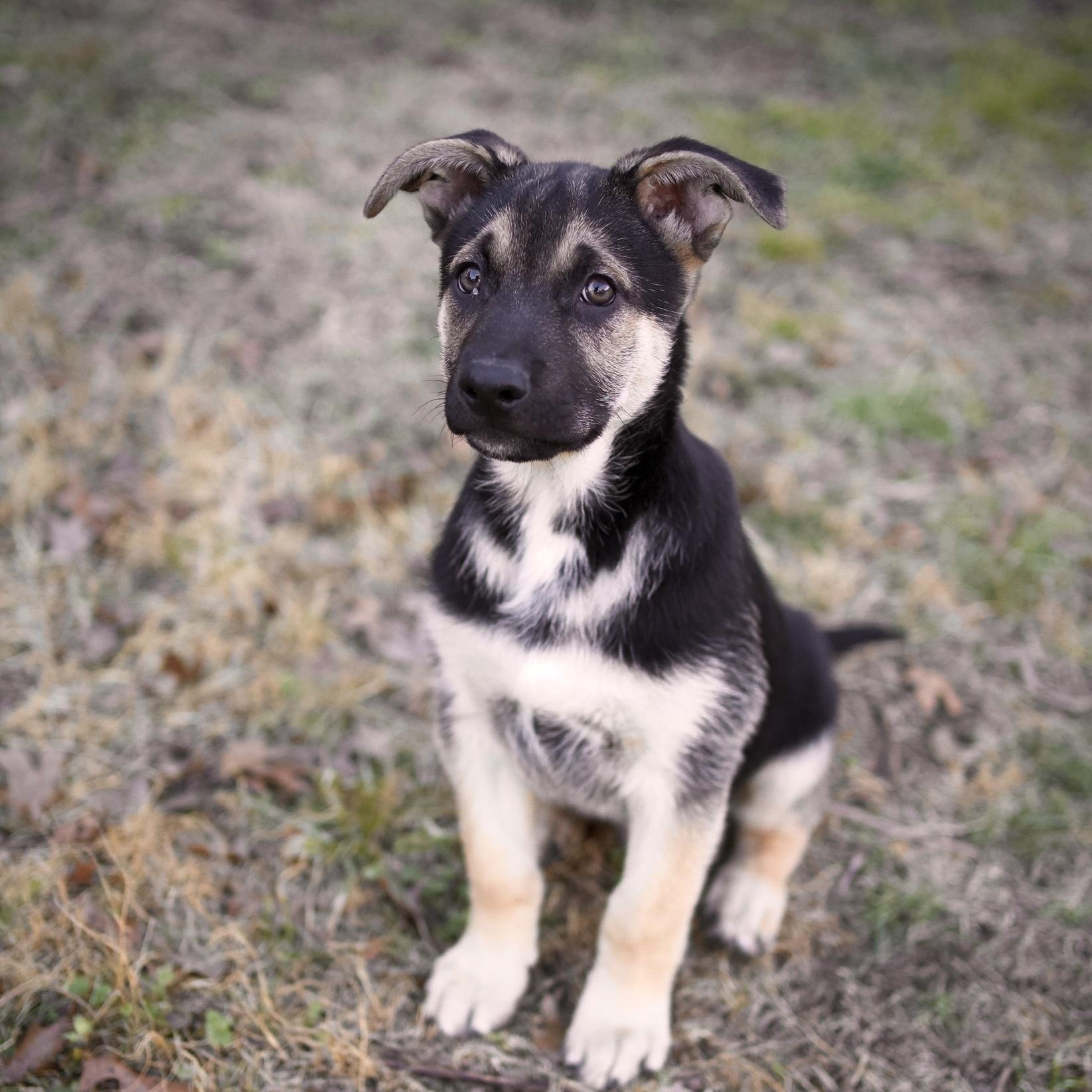 Enlarge Valor, an adoptable mixed breed in Cypress, TX image 5/6