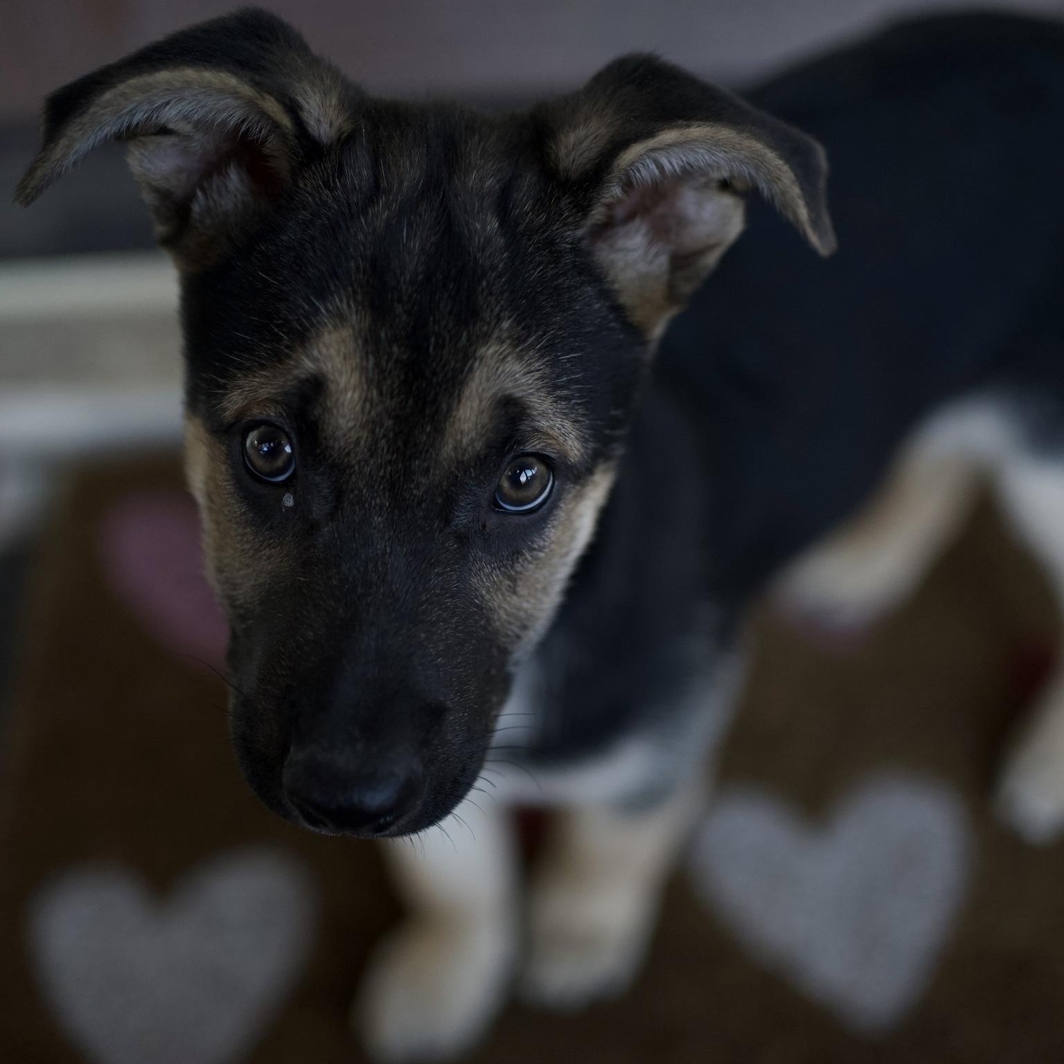 Enlarge Valor, an adoptable mixed breed in Cypress, TX image 2/6