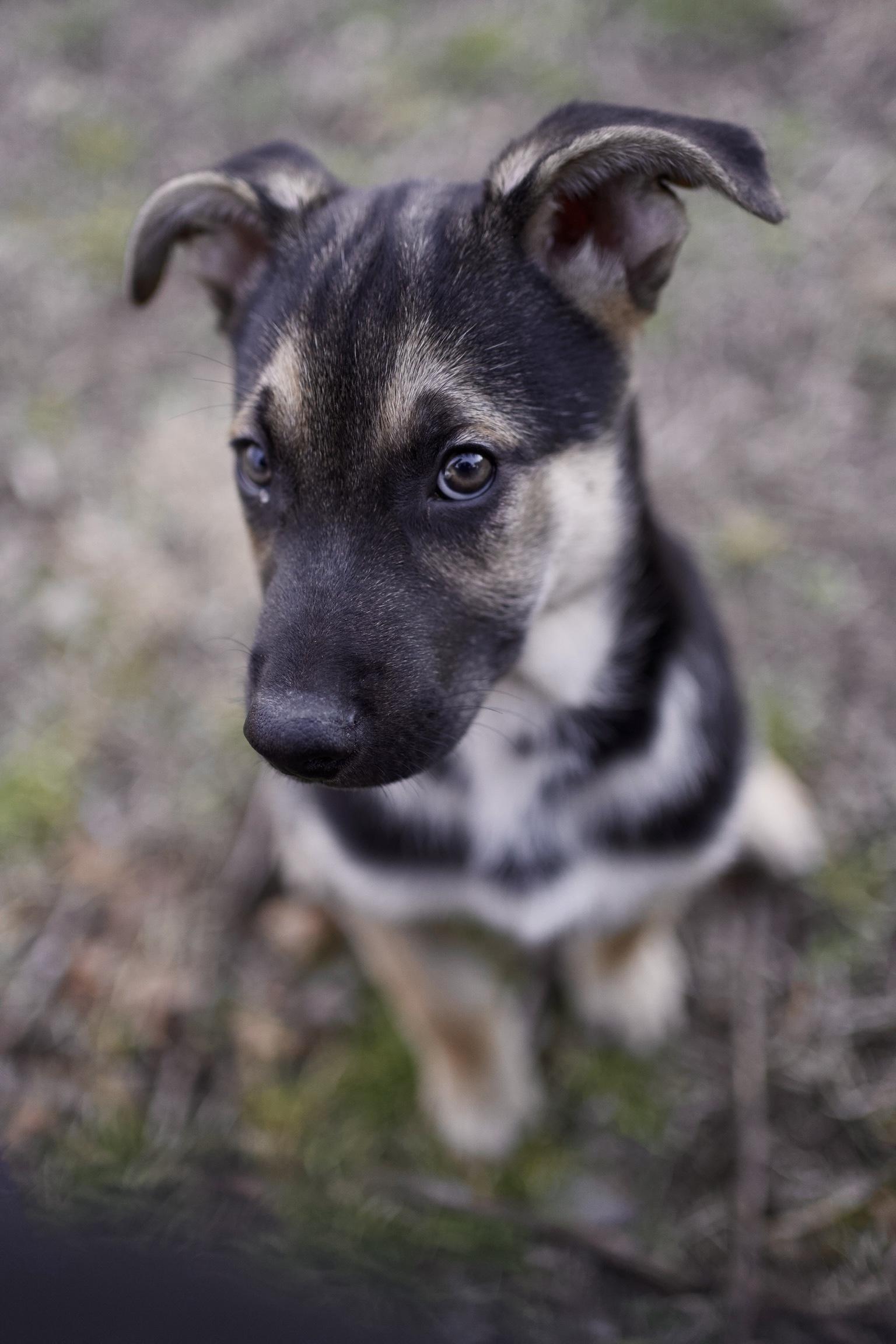 Enlarge Valor, an adoptable mixed breed in Cypress, TX image 3/6