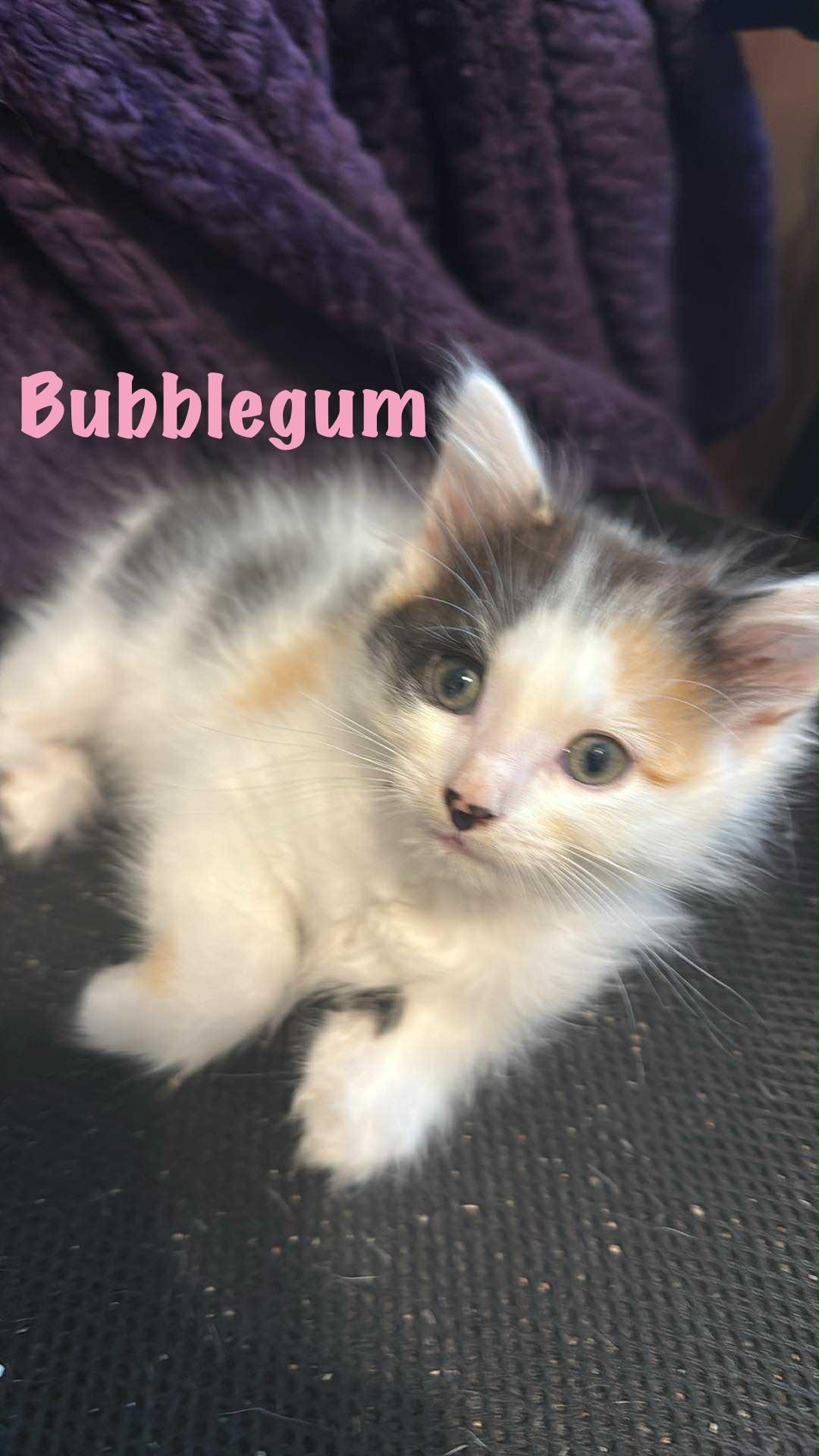Bubblegum thumbnail 3
