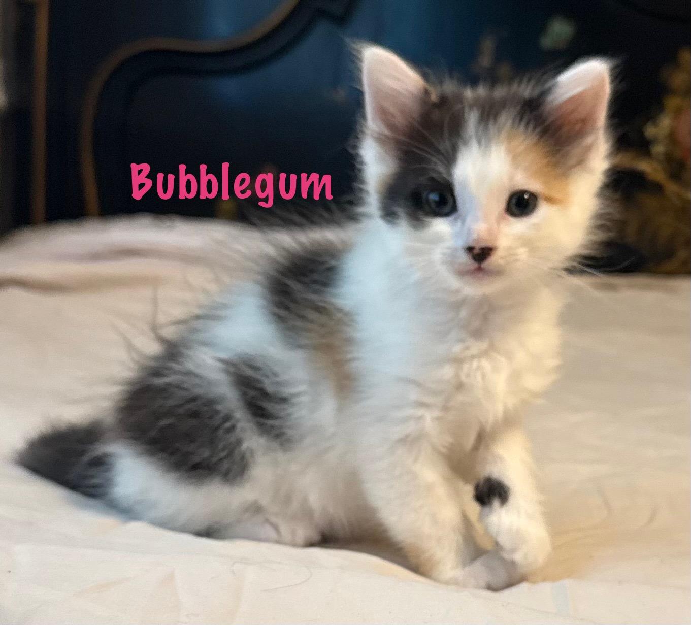 Bubblegum thumbnail 2
