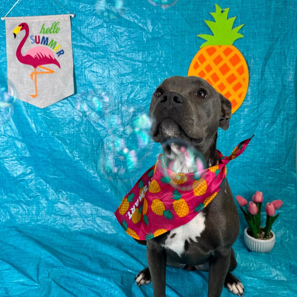 Blossom, Adoptable, Young Female Pit Bull Terrier & Mixed Breed.