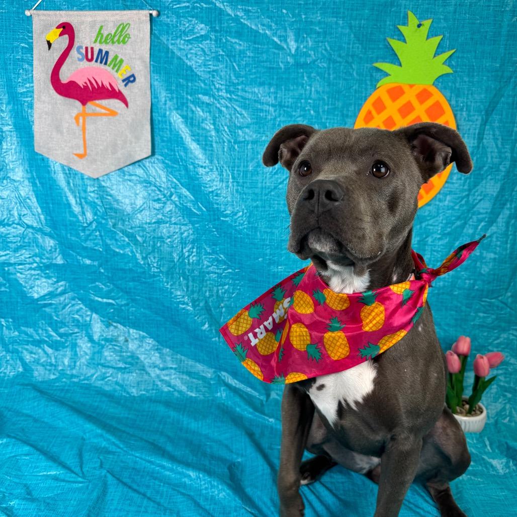Enlarge Blossom, a Adoptable mixed breed in Fresno, CA image 2/3