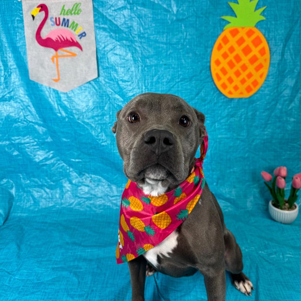 Enlarge Blossom, a Adoptable mixed breed in Fresno, CA image 3/3