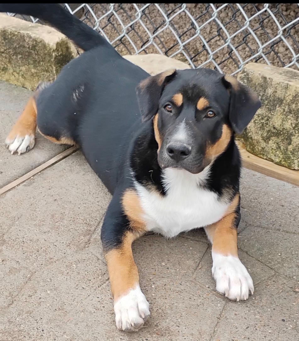Scooby, adopted, Puppy Male Bernese Mountain Dog & Labrador Retriever.