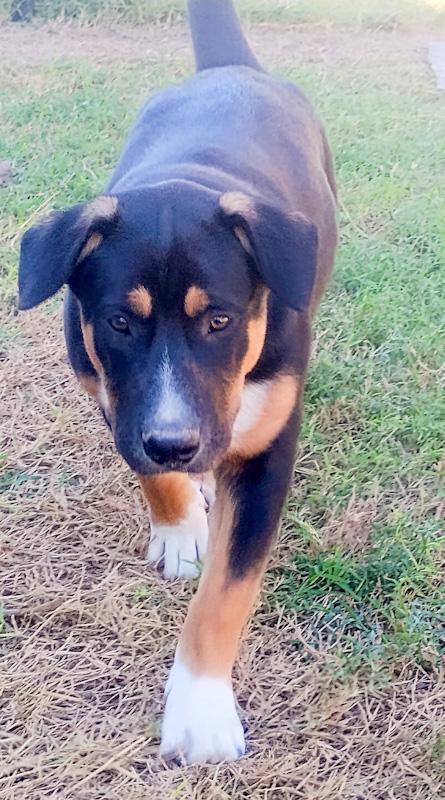 Scooby, an adopted mixed breed in Southport, CT image 2/5