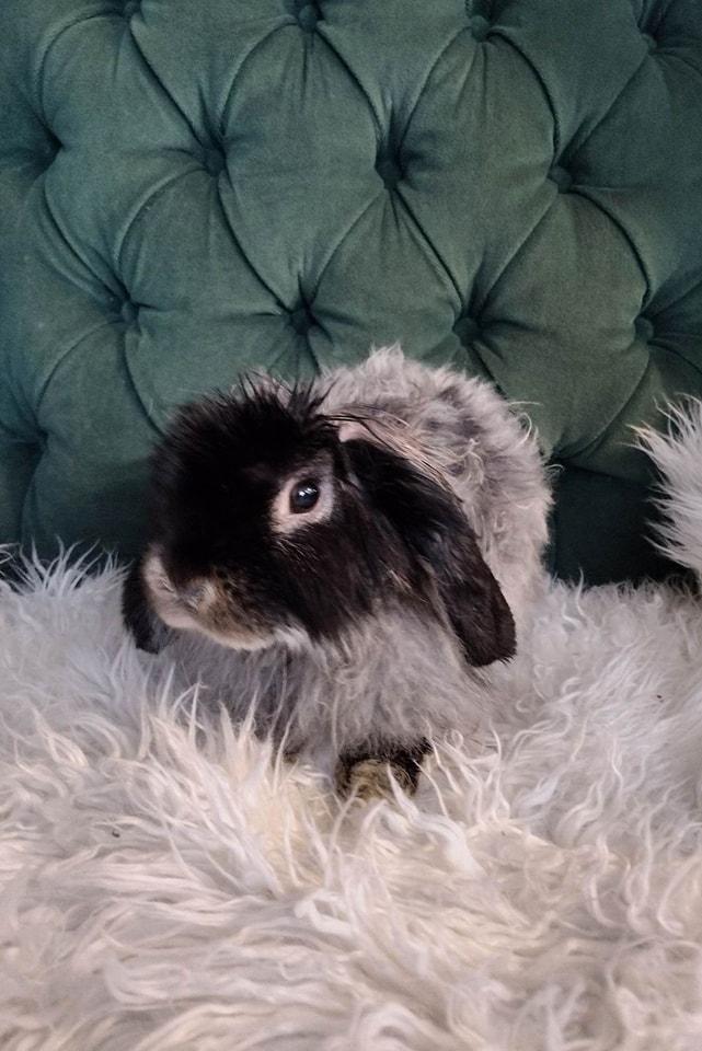 Enlarge Huckleberry - American Fuzzy Lop Bunny, a Adopted American Fuzzy Lop in Logan, UT image 1/2
