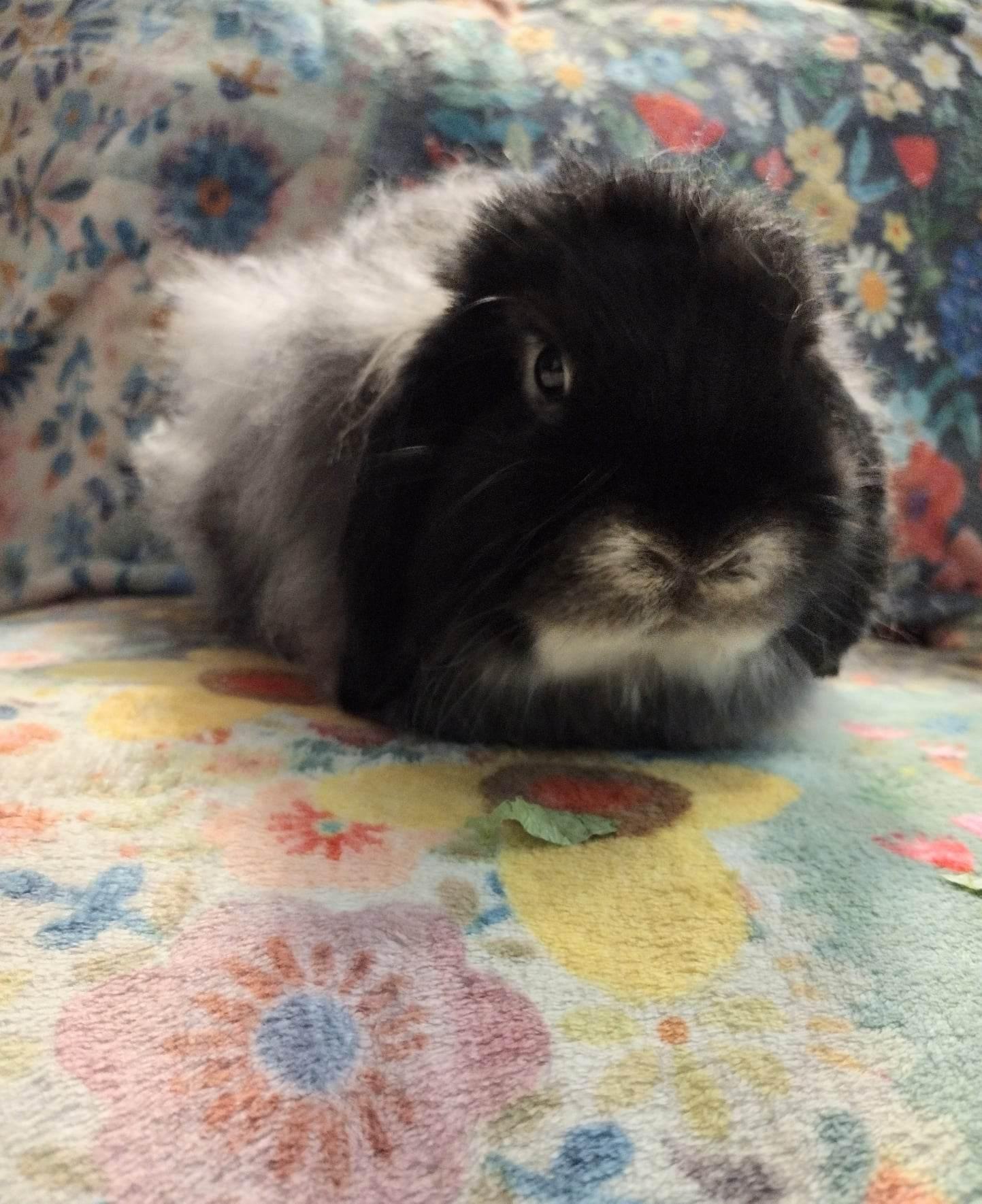 Enlarge Huckleberry - American Fuzzy Lop Bunny, a Adopted American Fuzzy Lop in Logan, UT image 2/2