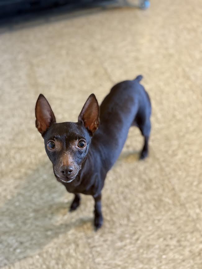 Enlarge Paisley, a Adopted Rat Terrier in Sistersville, WV image 1/3