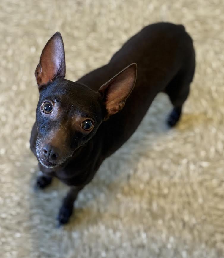 Enlarge Paisley, a Adopted Rat Terrier in Sistersville, WV image 2/3