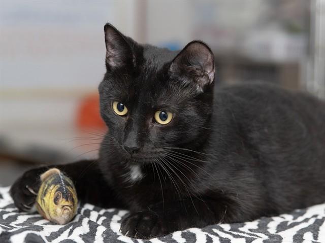 REX, Adoptable, Young Male Domestic Short Hair.