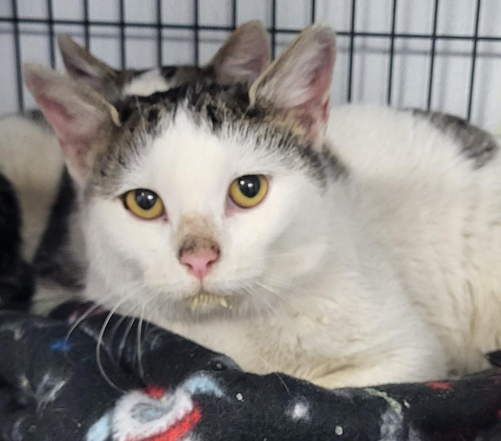 Mrs Claus, Adoptable, Adult Female Domestic Short Hair.