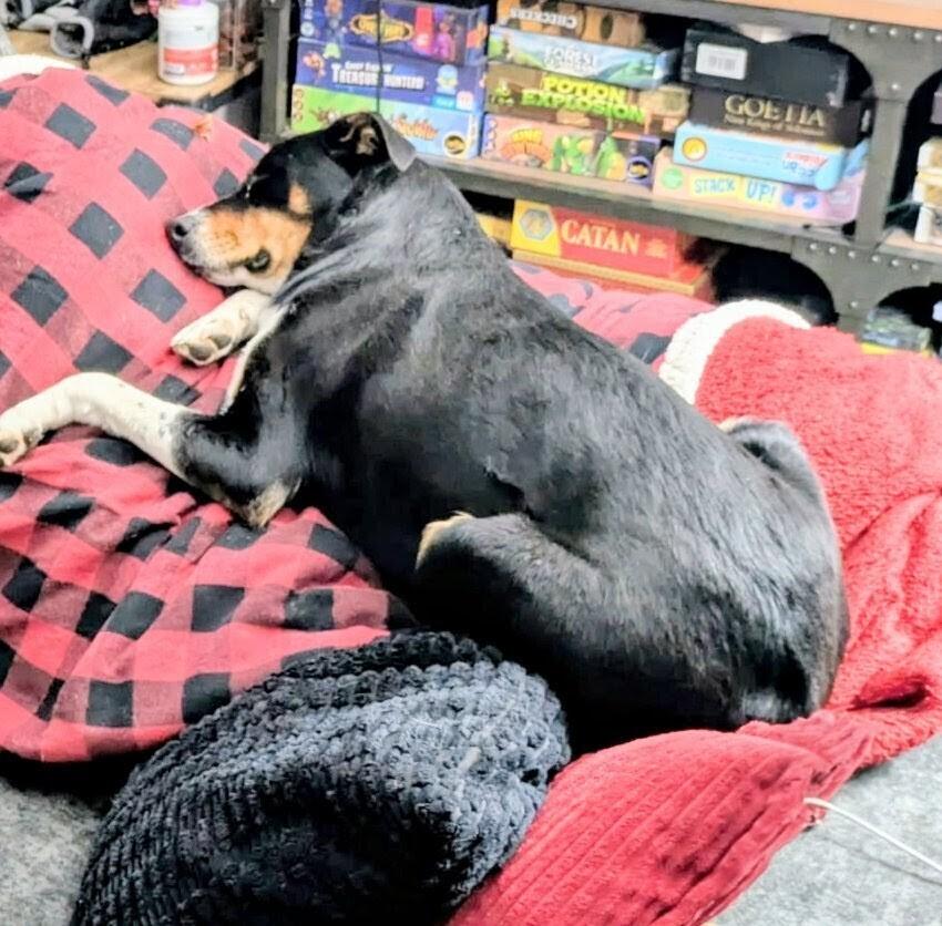 Layla, Adoptable, Young Female Australian Shepherd & Mixed Breed.