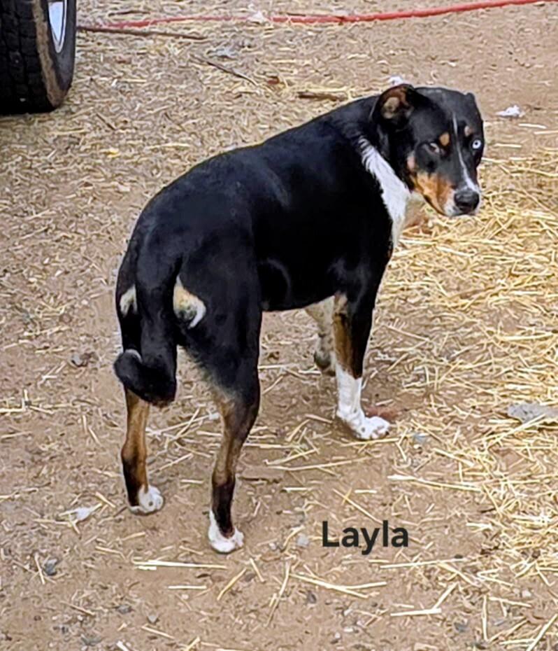 Enlarge Layla, a Adoptable mixed breed in Evergreen, CO image 1/4