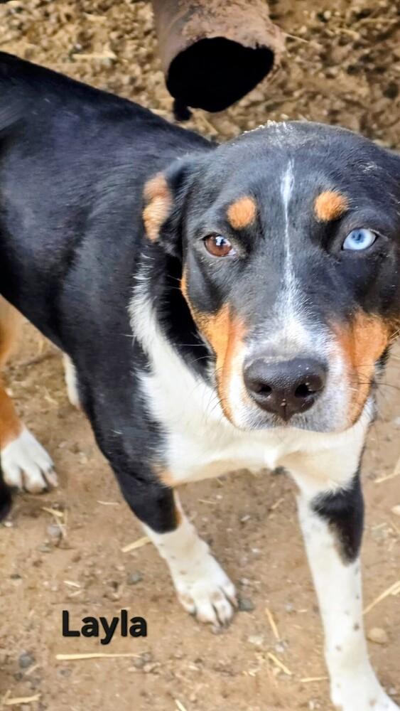 Enlarge Layla, a Adoptable mixed breed in Evergreen, CO image 2/4