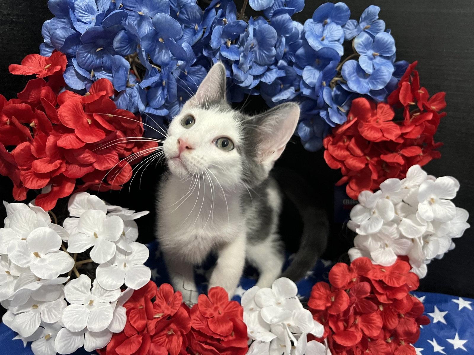 Beethoven, Adoptable, Kitten Male Domestic Short Hair.