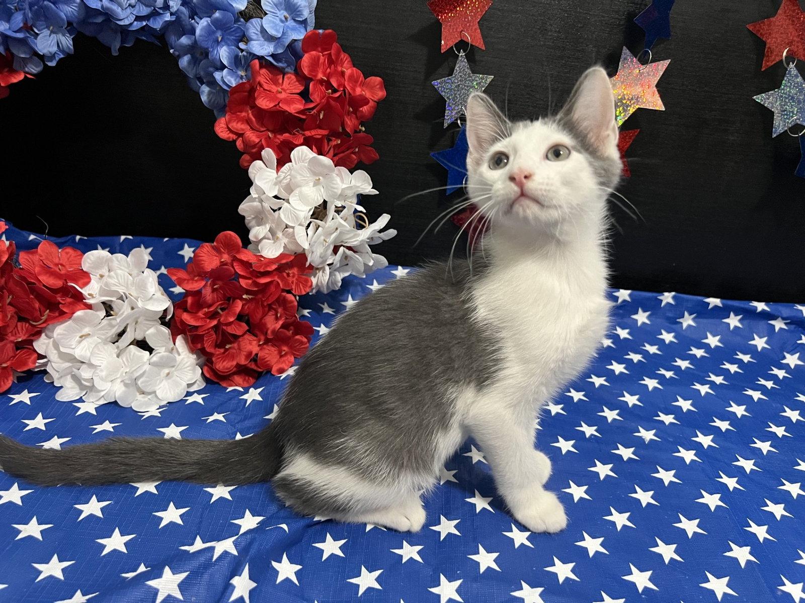 Beethoven, a Adoptable Domestic Short Hair in Fayetteville, GA image 2/3