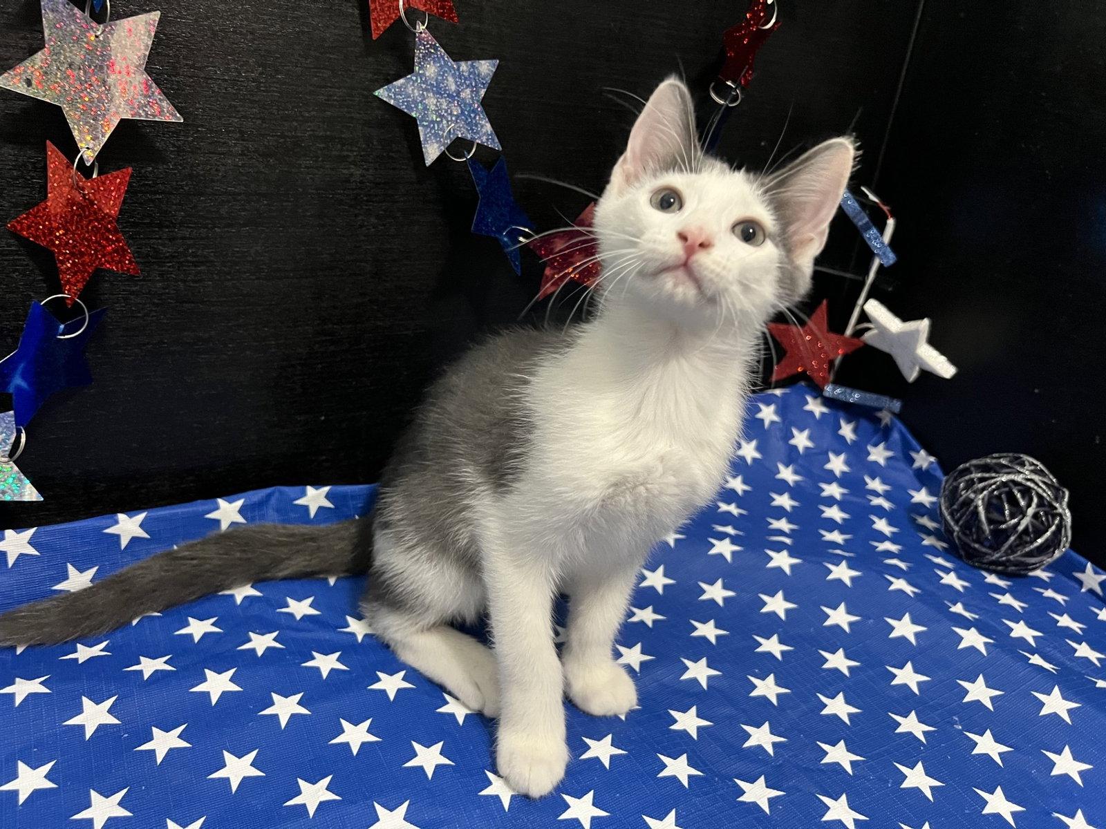 Beethoven, a Adoptable Domestic Short Hair in Fayetteville, GA image 3/3