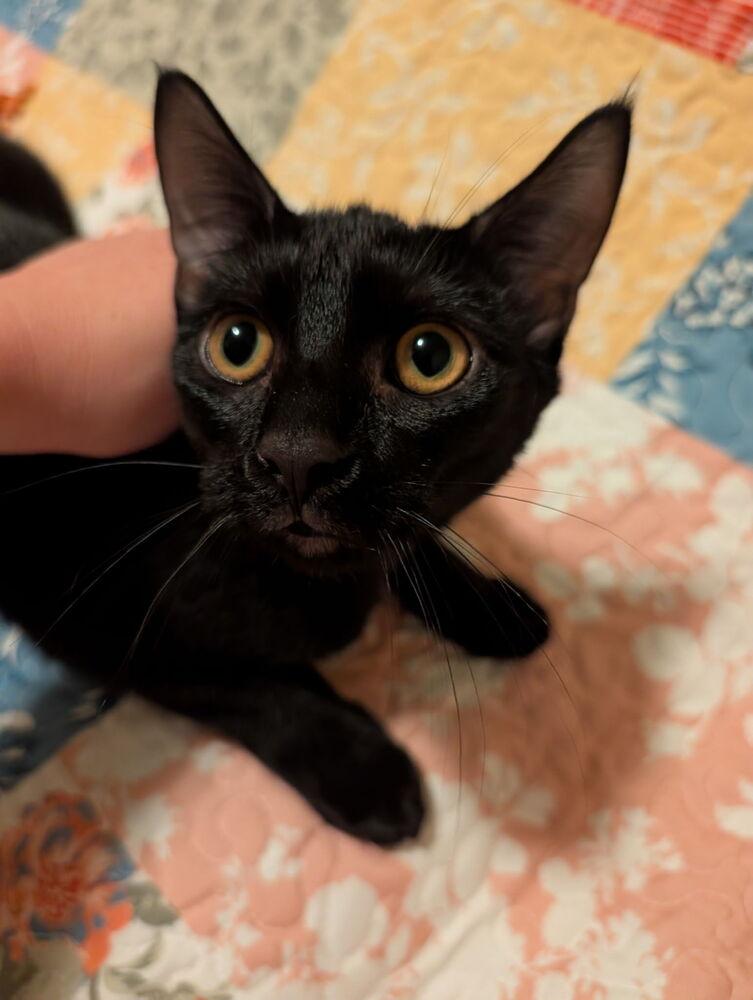 Encyclopedia (Yoda), Adoptable, Kitten Male Domestic Short Hair.