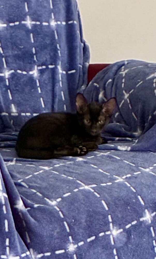 Encyclopedia (Yoda), a Adoptable Domestic Short Hair in Statesboro, GA image 2/2