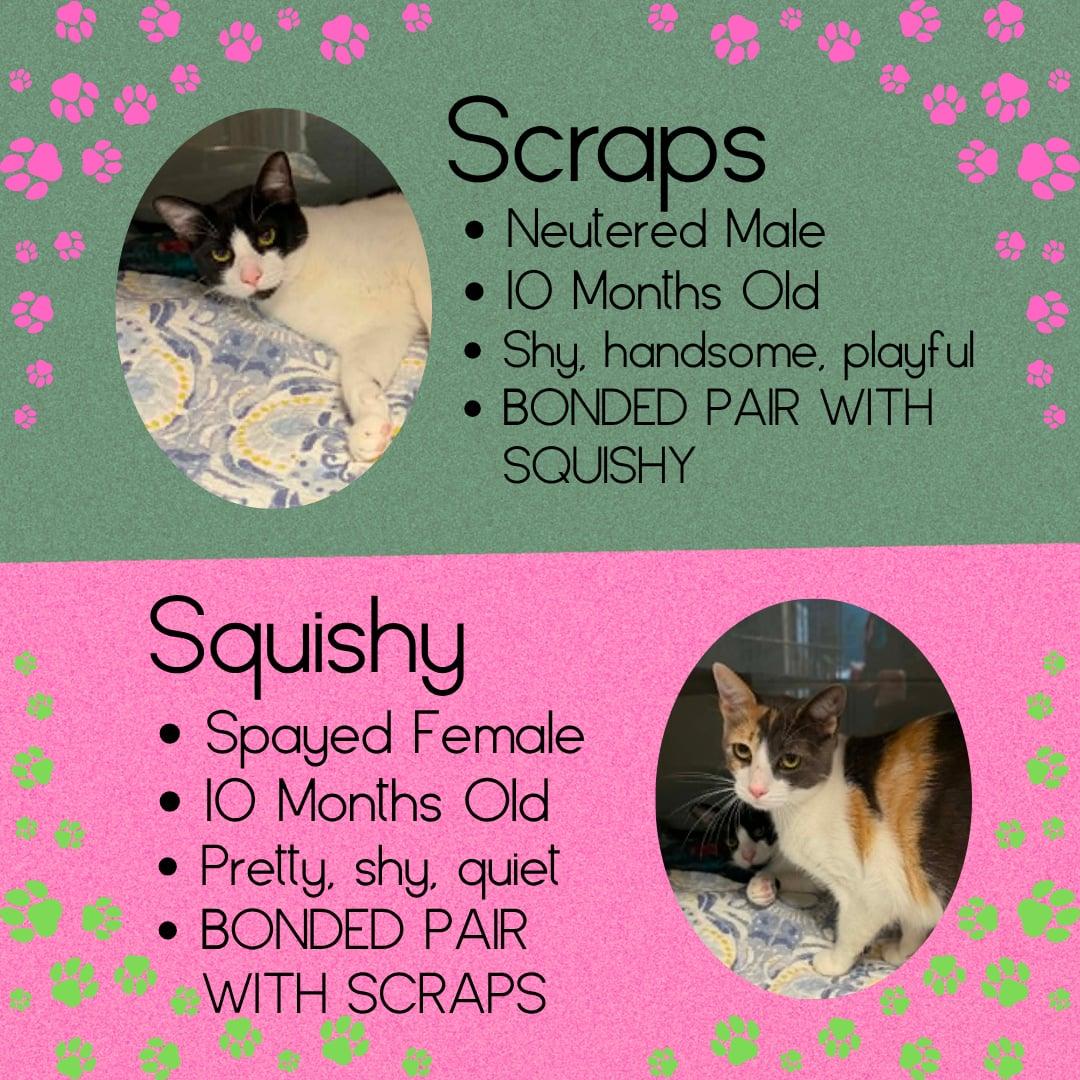 Enlarge Scraps & Squishy, a ADOPTABLE Domestic Short Hair in Junction City, KS image 1/1