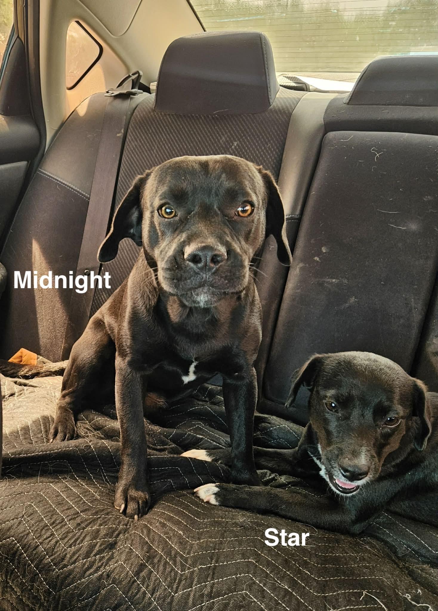 Star, an adopted mixed breed in Paramus, NJ image 5/5