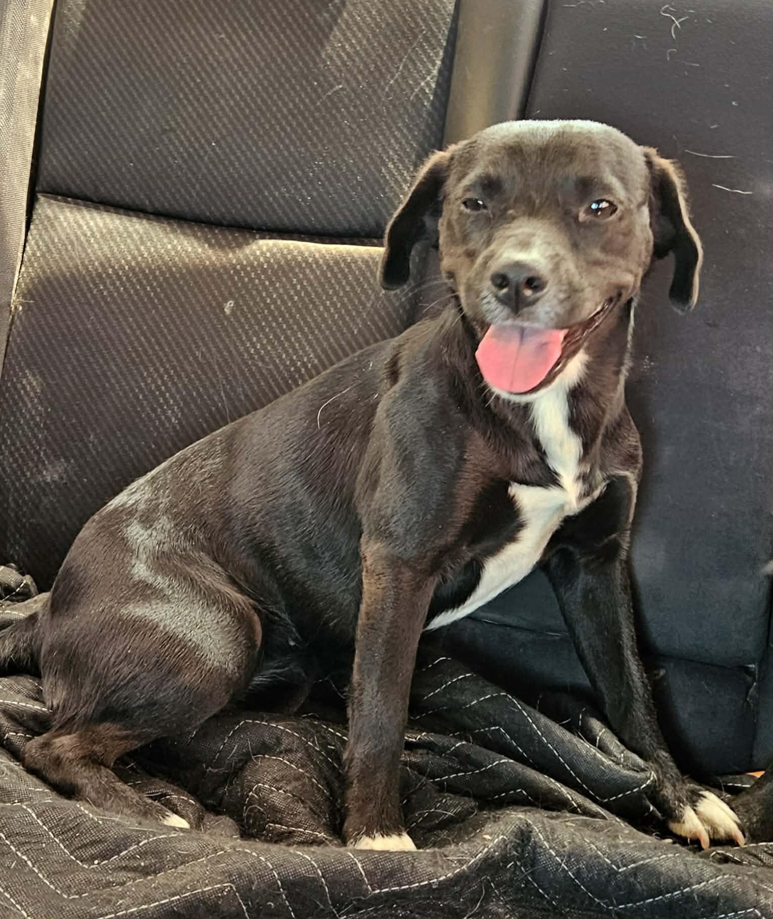 Star, adopted, Young Female Mixed Breed.