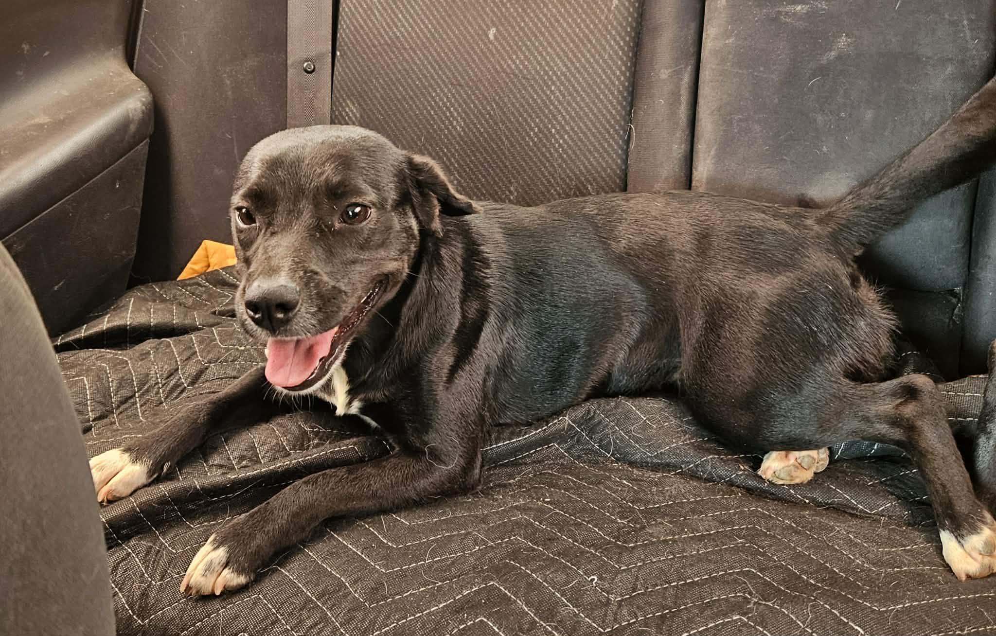 Star, an adopted mixed breed in Paramus, NJ image 2/5
