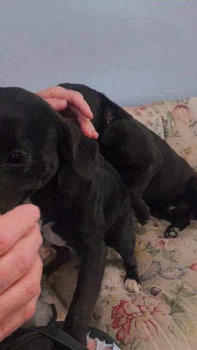 Enlarge Star, an adopted mixed breed in Paramus, NJ video 4/5