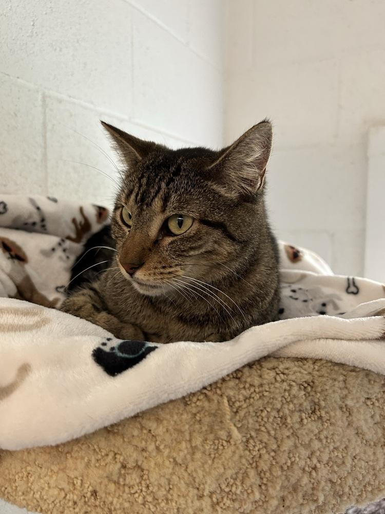Frank, Adoptable, Adult Male Domestic Short Hair.