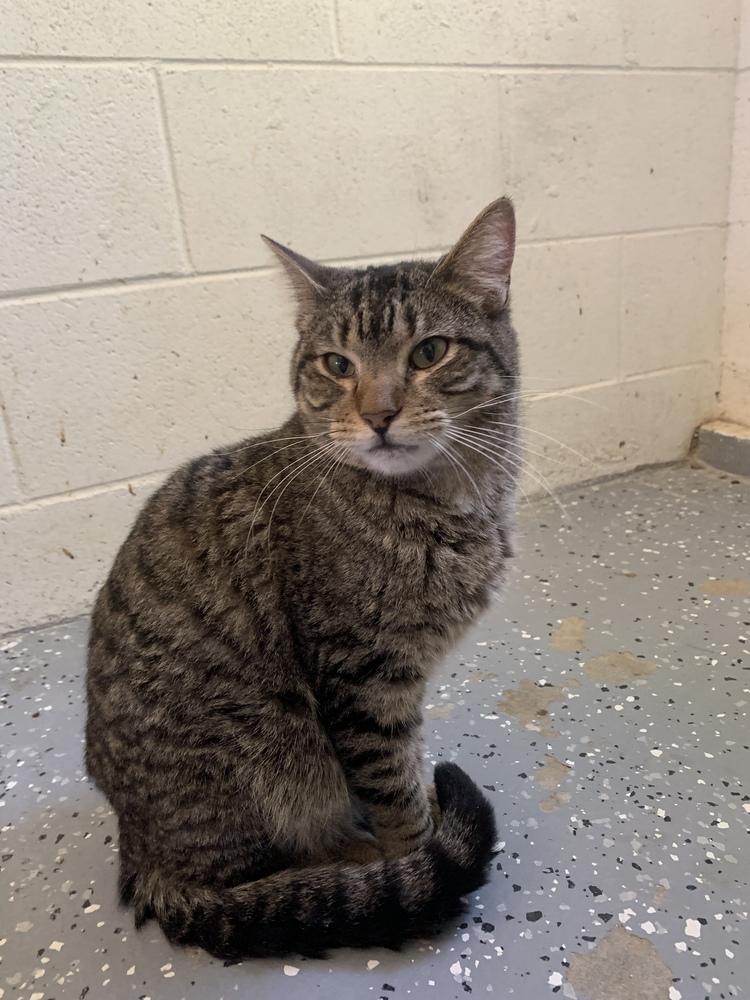 Enlarge Frank, a Adoptable Domestic Short Hair in Ontario, CA image 2/3