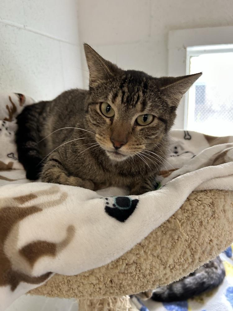 Enlarge Frank, a Adoptable Domestic Short Hair in Ontario, CA image 3/3