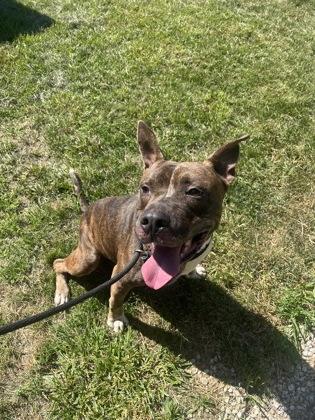 Parachute, a Adoptable mixed breed in Mishawaka, IN image 1/6