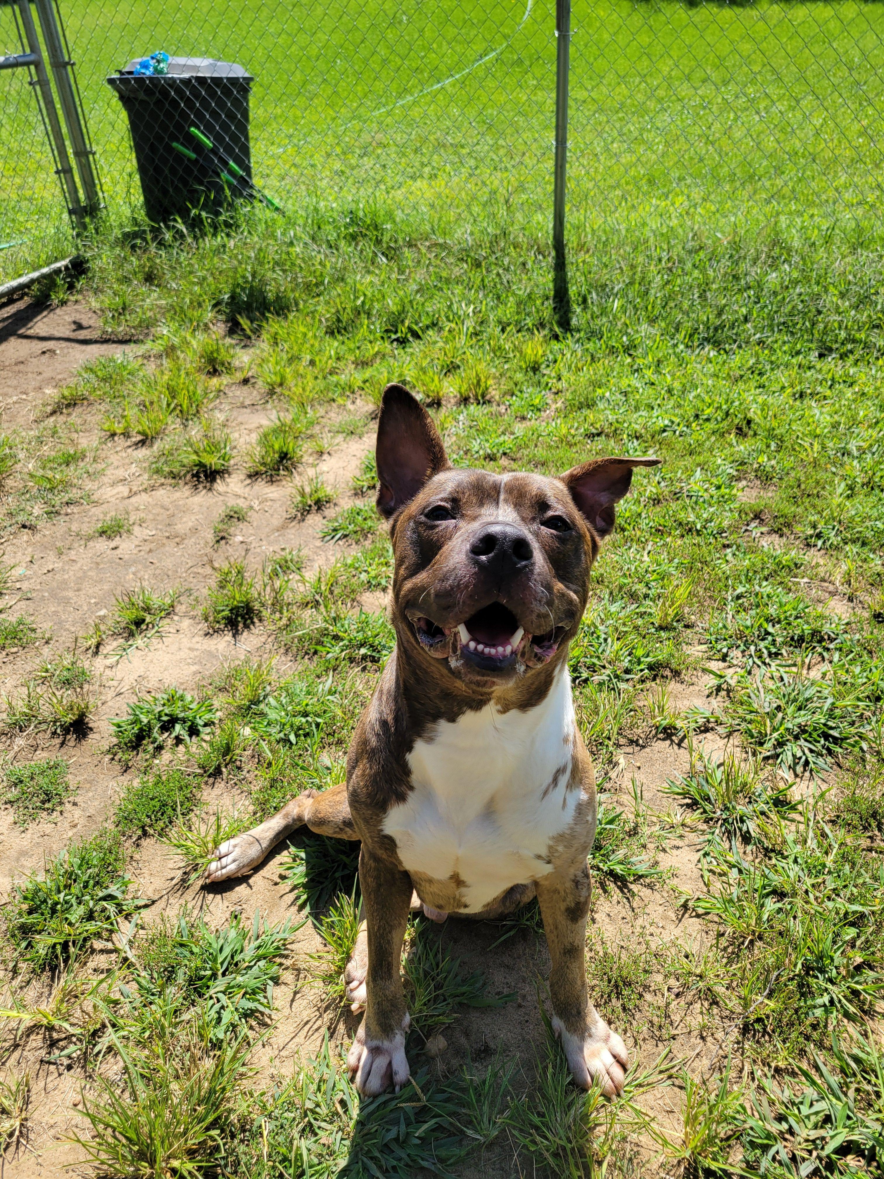 Parachute, a Adoptable mixed breed in Mishawaka, IN image 2/6