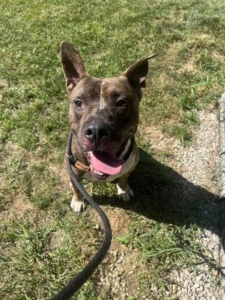 Parachute, a Adoptable mixed breed in Mishawaka, IN image 3/6