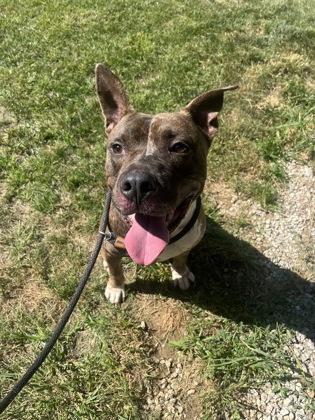 Parachute, a Adoptable mixed breed in Mishawaka, IN image 4/6